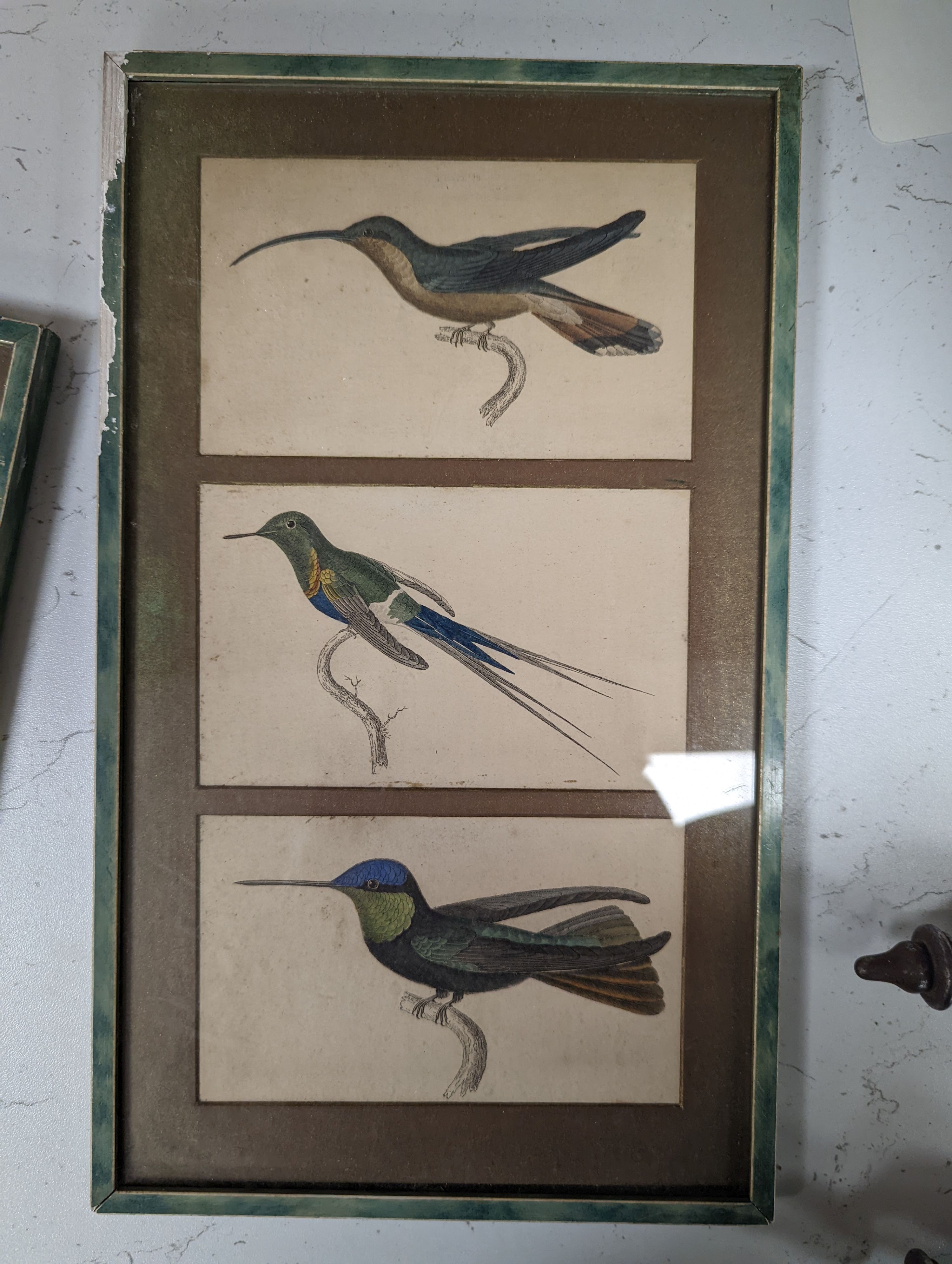 An early framed print, a Coromandel Coast print and two bird prints